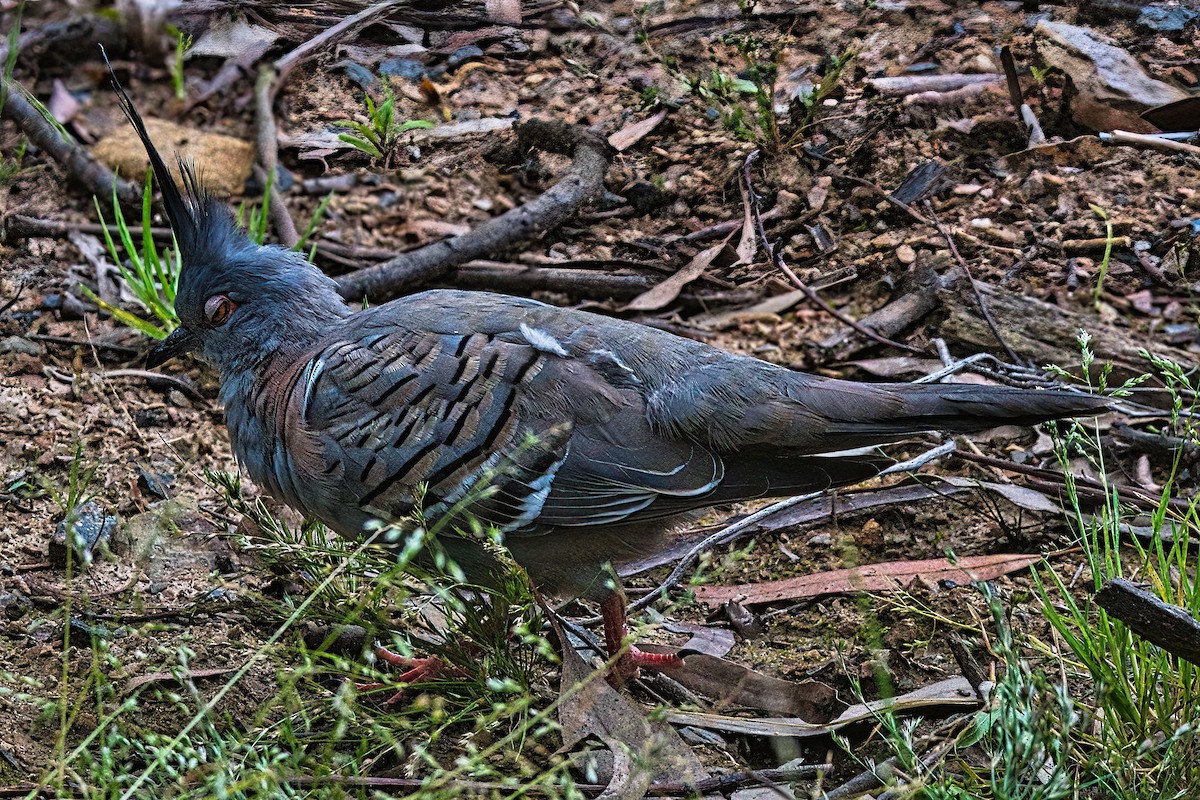 Crested Pigeon - ML612284427