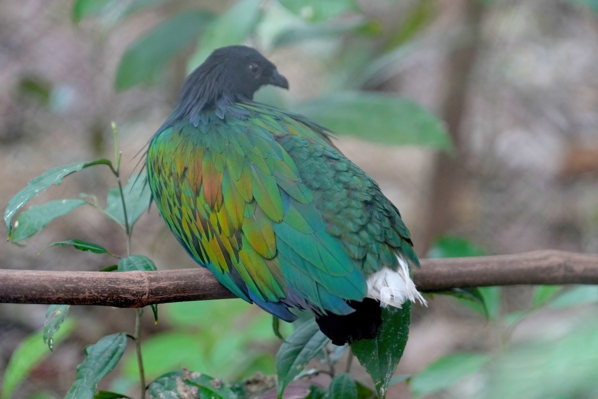 Nicobar Pigeon - ML612284430