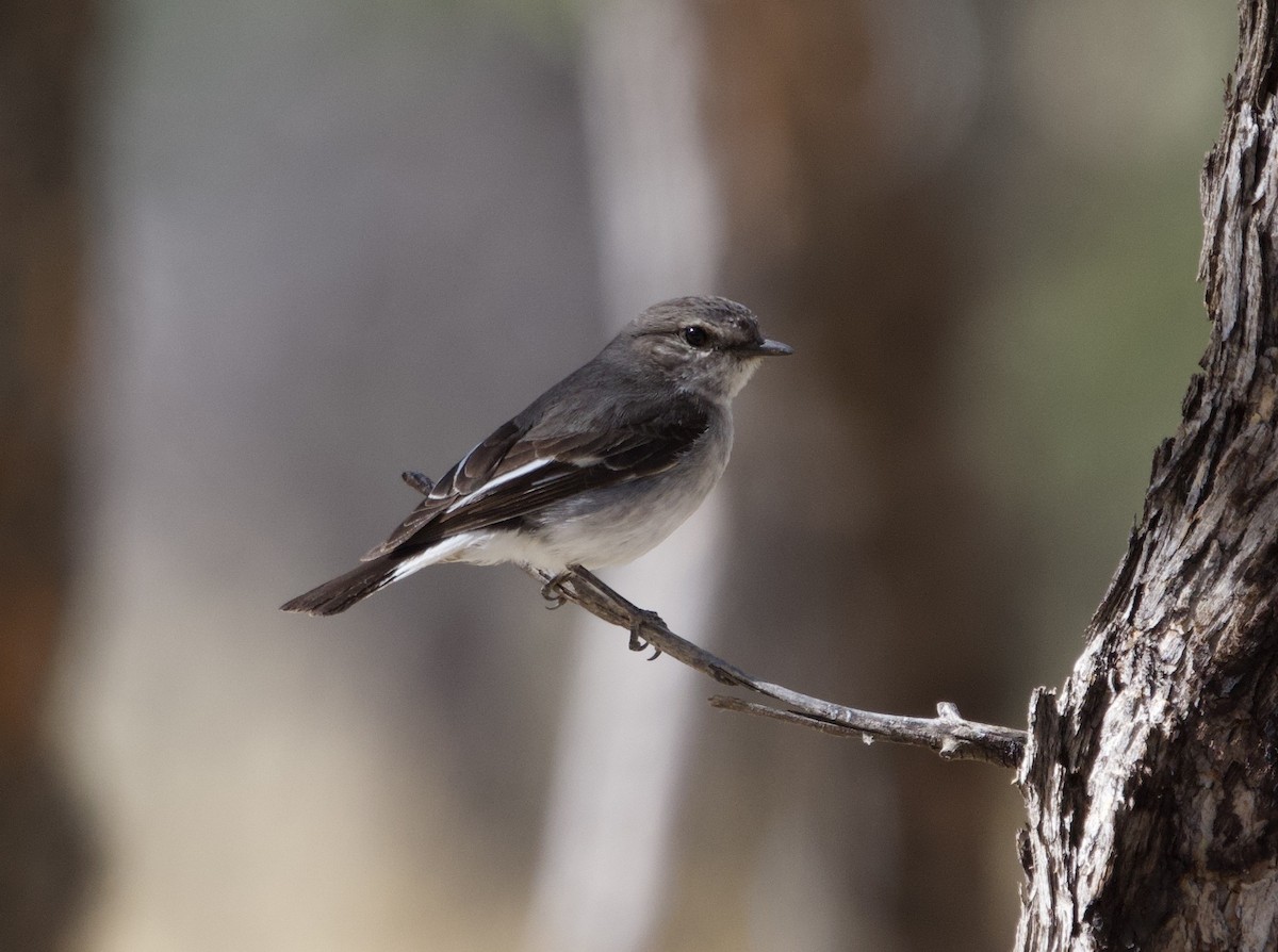 Hooded Robin - ML612284470