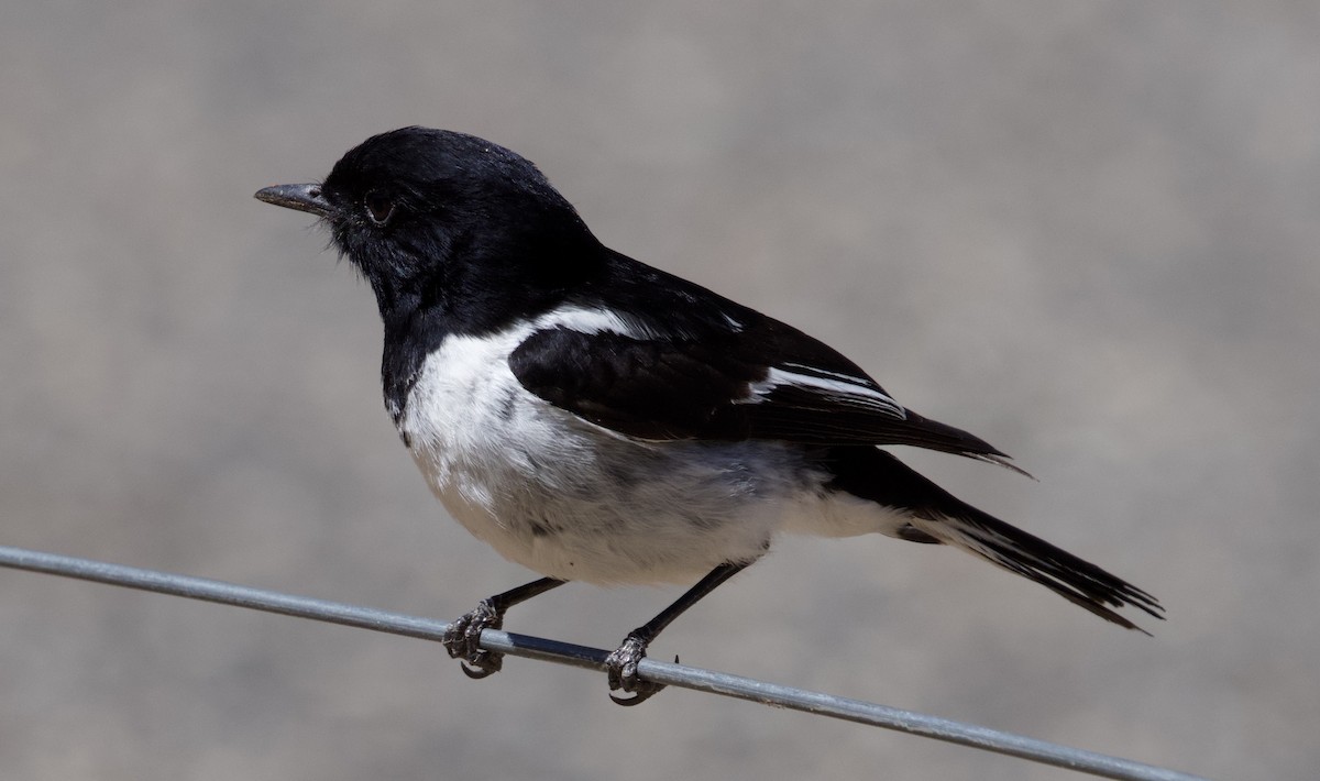 Hooded Robin - ML612284479