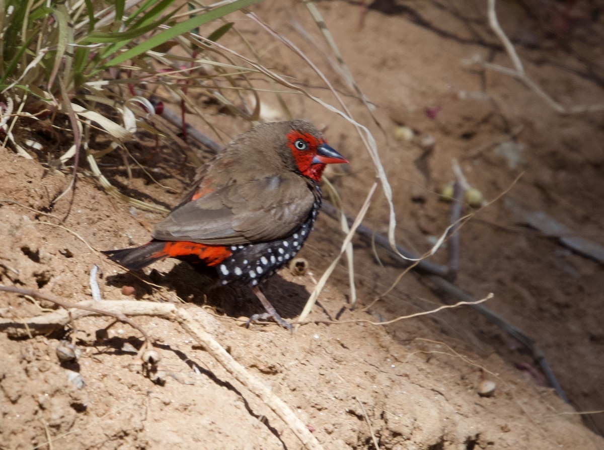 Painted Firetail - Yvonne van Netten