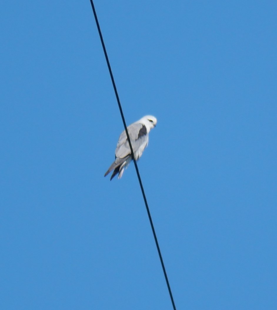 Black-shouldered Kite - ML612284501