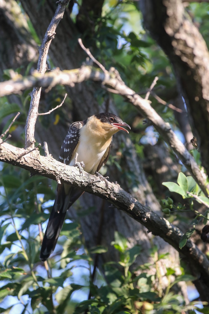 Great Spotted Cuckoo - ML612284522