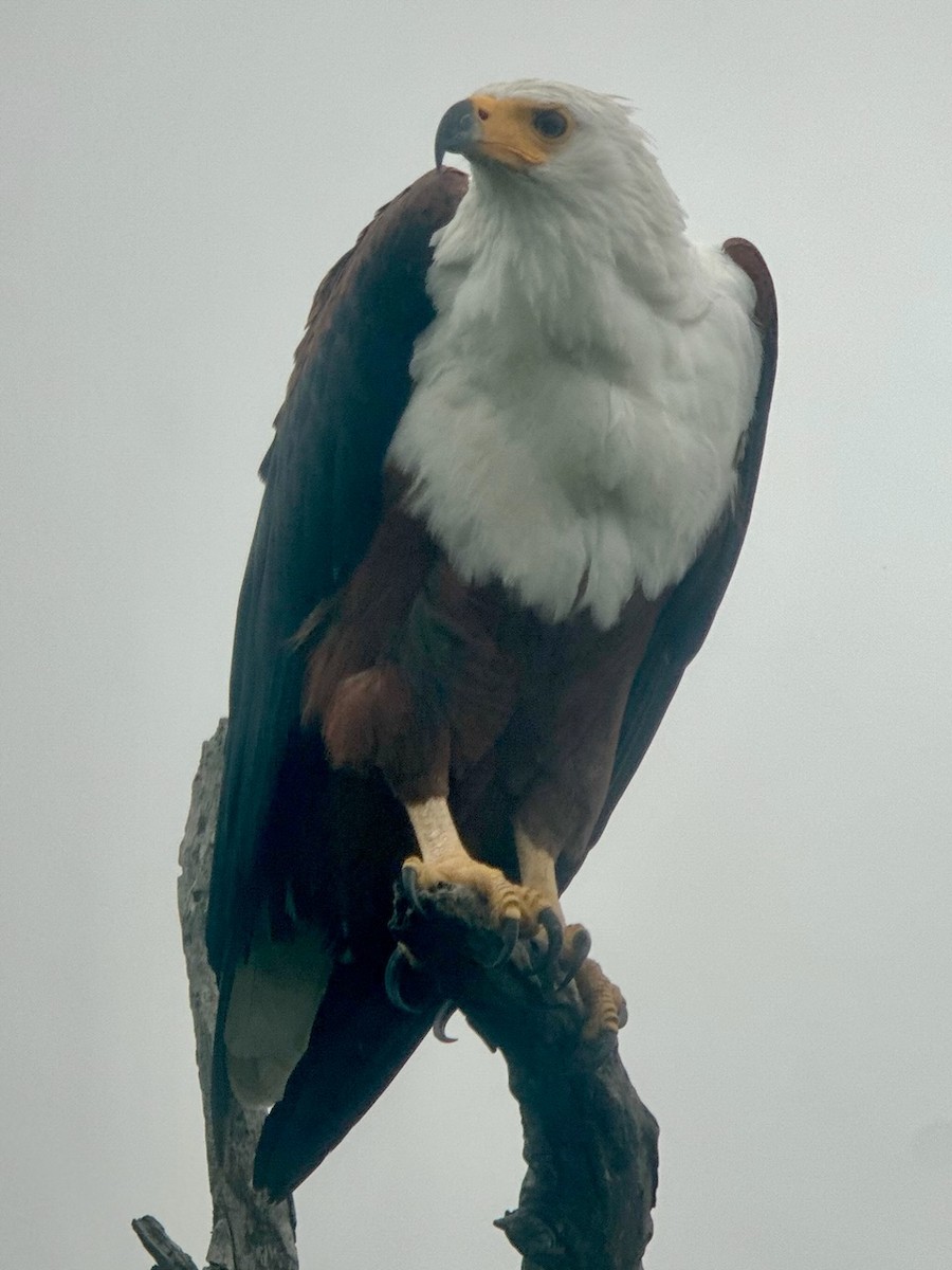 African Fish-Eagle - ML612284545