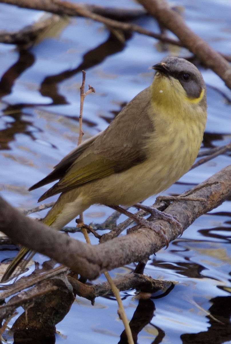 Gray-headed Honeyeater - ML612284572