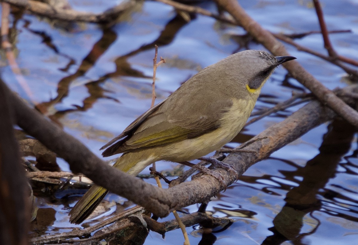 Gray-headed Honeyeater - ML612284575