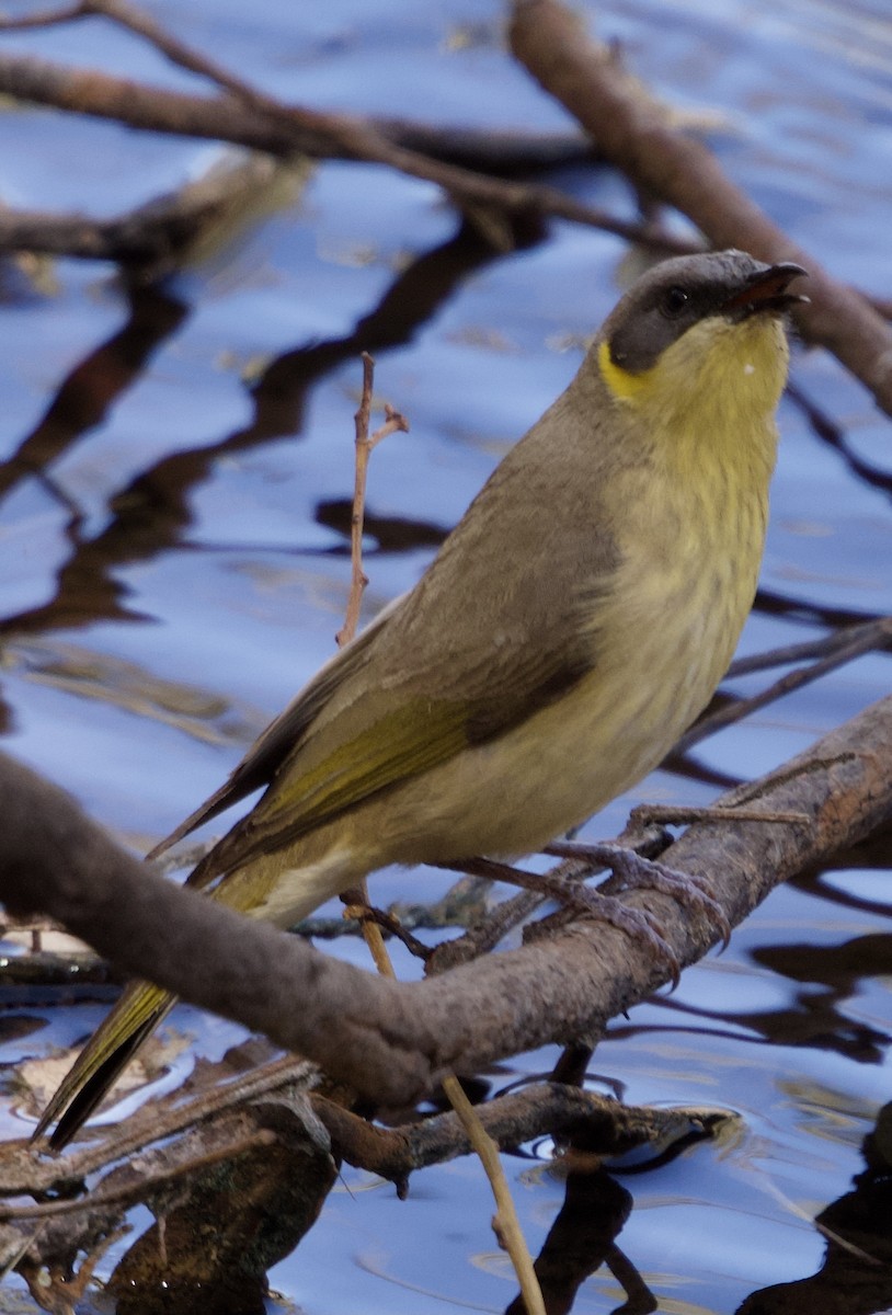 Gray-headed Honeyeater - ML612284578