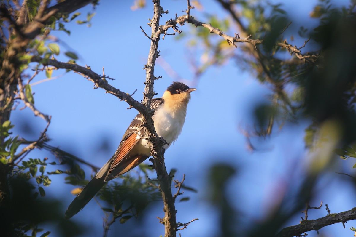 Great Spotted Cuckoo - ML612284644