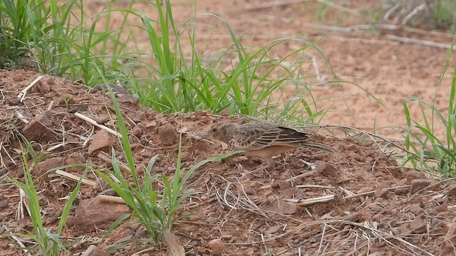 Bisbita Neozelandés (grupo australis) - ML612284664