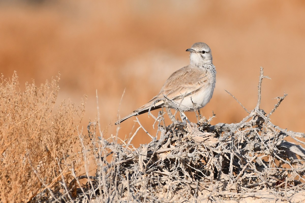 Greater Hoopoe-Lark (Mainland) - Rotem Avisar