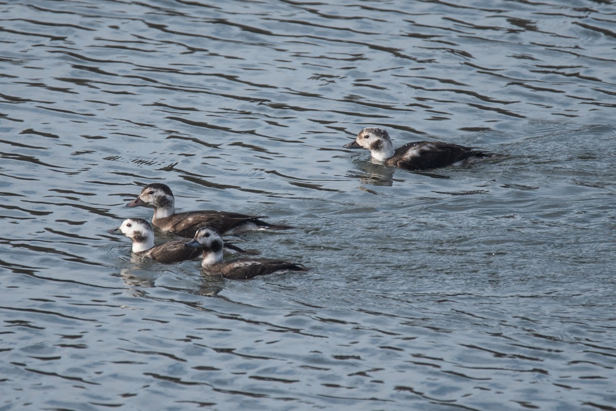 Long-tailed Duck - ML612284758