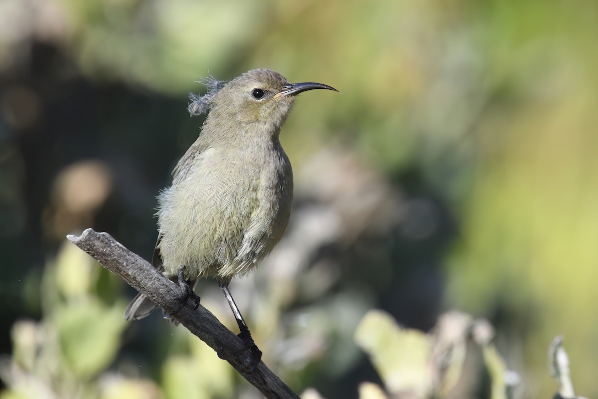 Southern Double-collared Sunbird - ML612284853