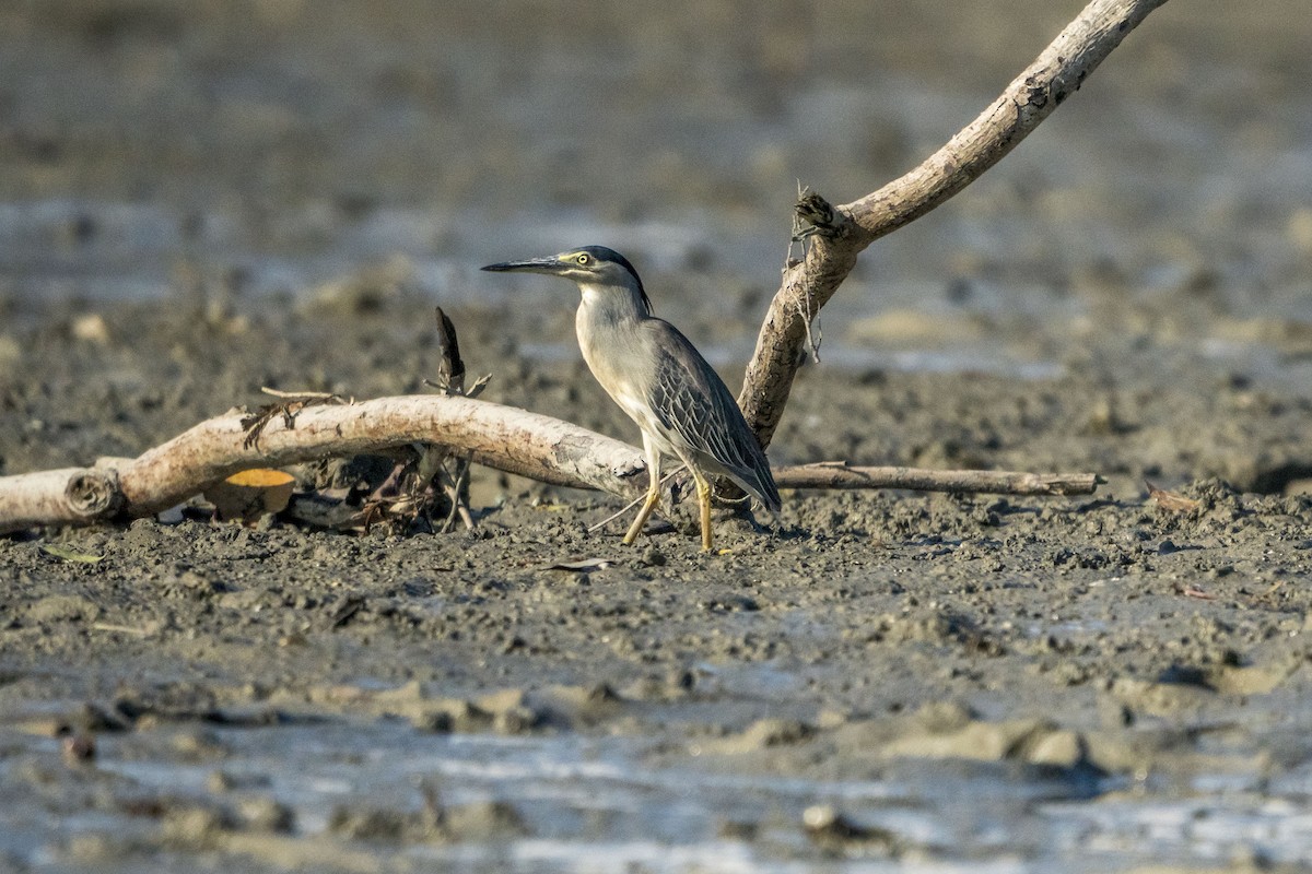 Striated Heron (Old World) - Jafet Potenzo Lopes