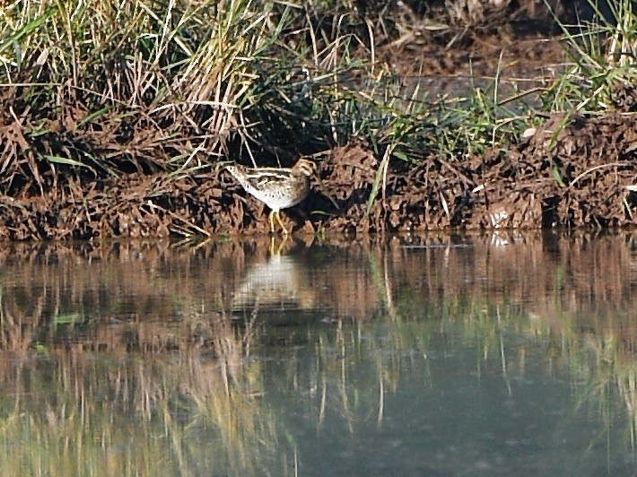 Pin-tailed/Common Snipe - ML612284946