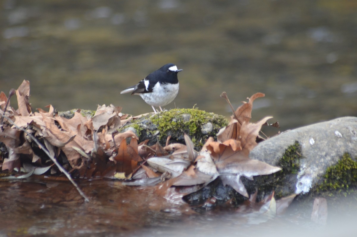 Little Forktail - ML612284984