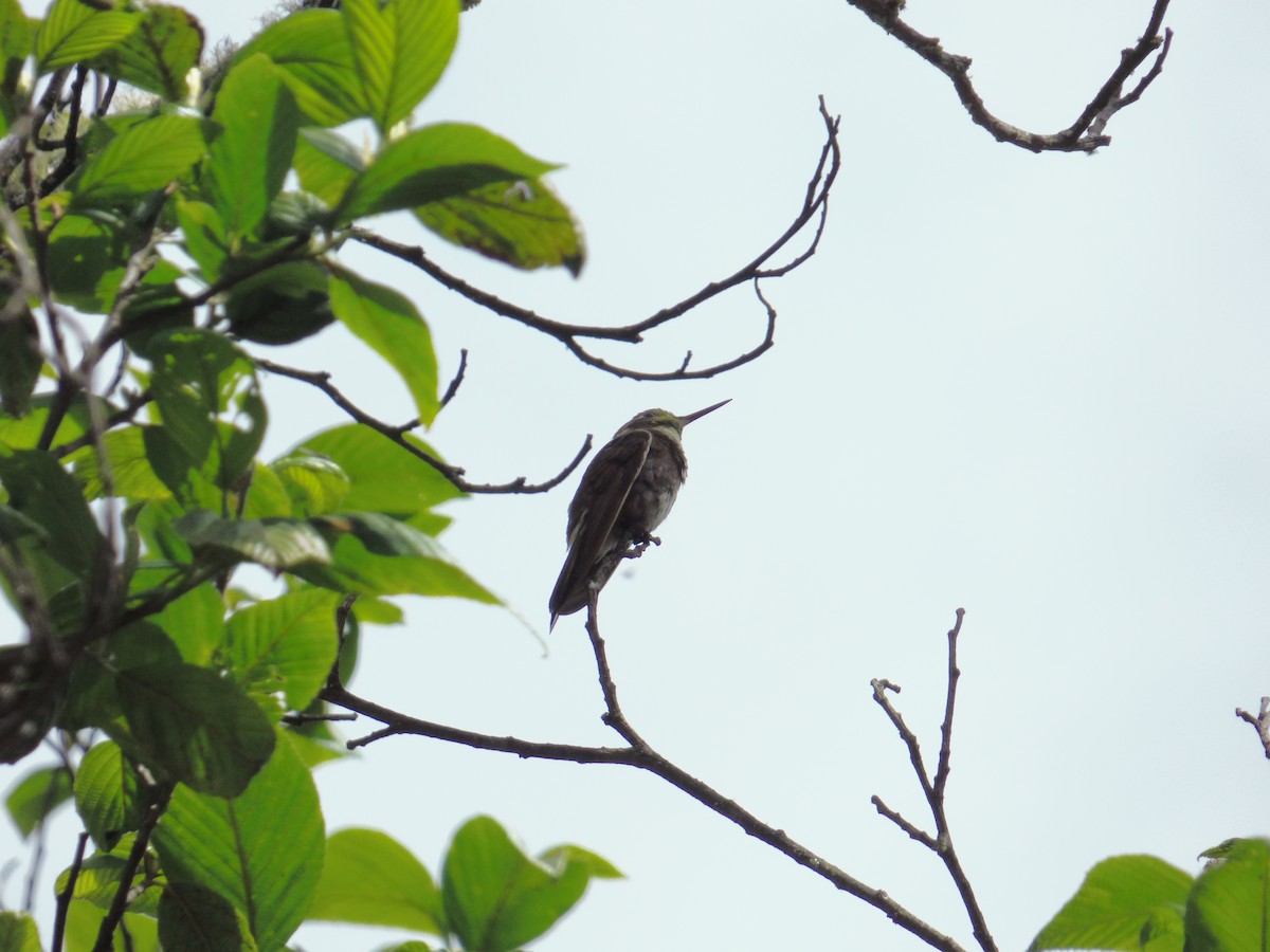 kolibřík maraňónský - ML612284999