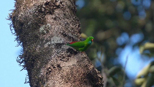 Vernal Hanging-Parrot - ML612285068