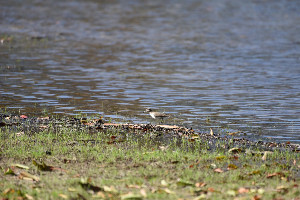 Common Sandpiper - ML612285109