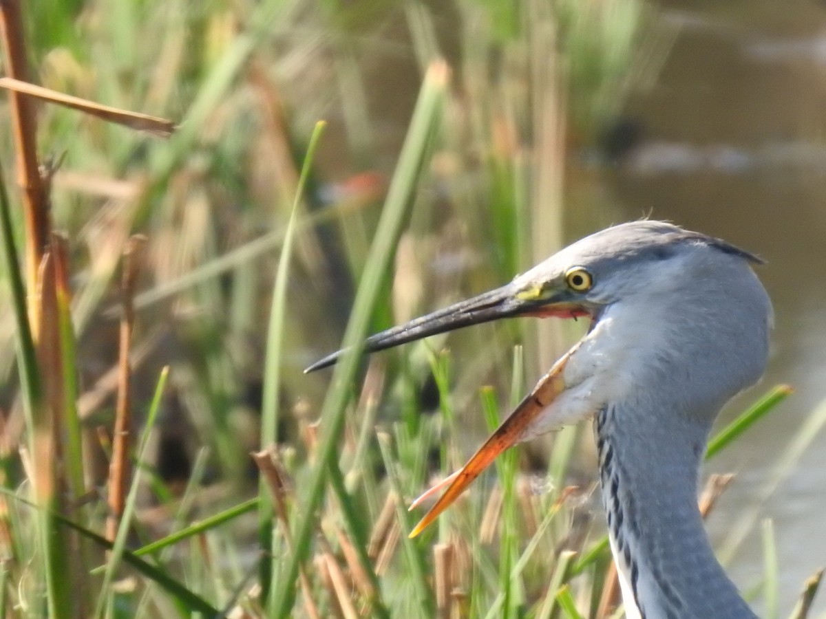 Gray Heron - ML612285154