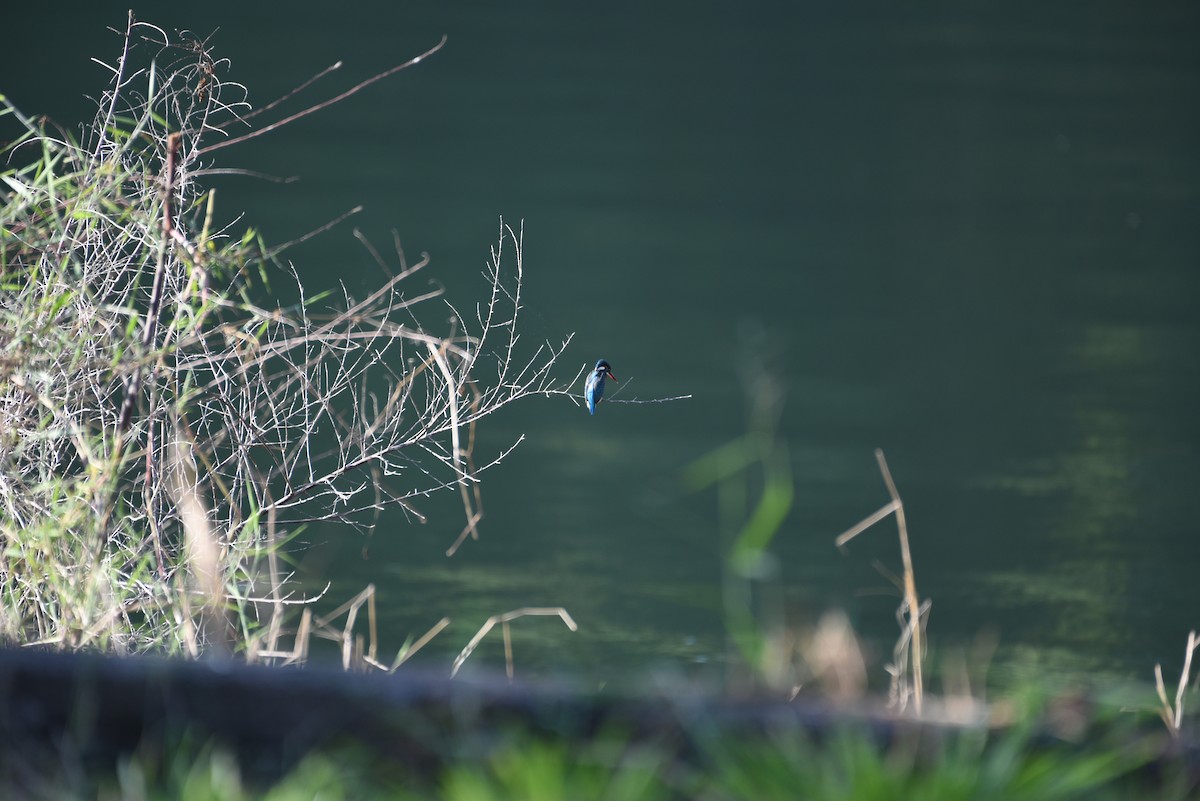 Common Kingfisher - ML612285237