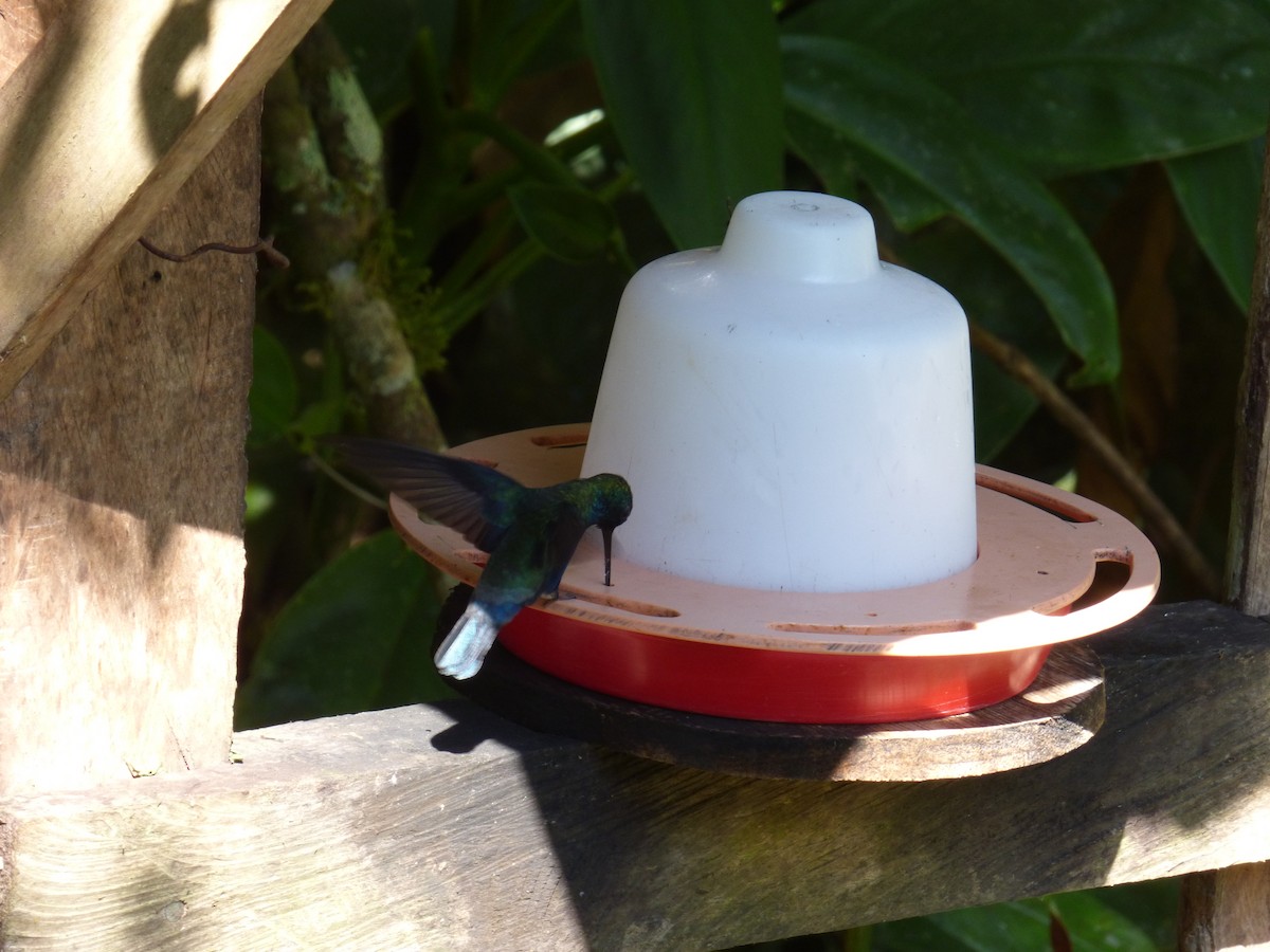 kolibřík modroocasý - ML612285254