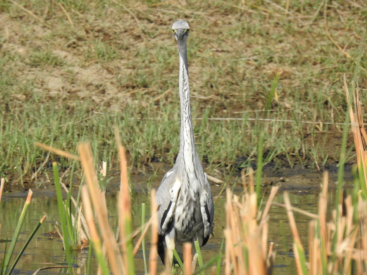 Gray Heron - ML612285257