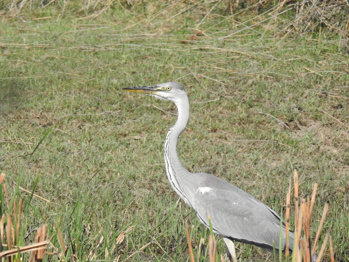 Gray Heron - ML612285260