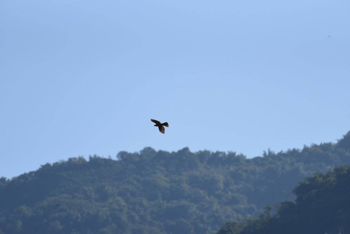 Crested Goshawk - ML612285288