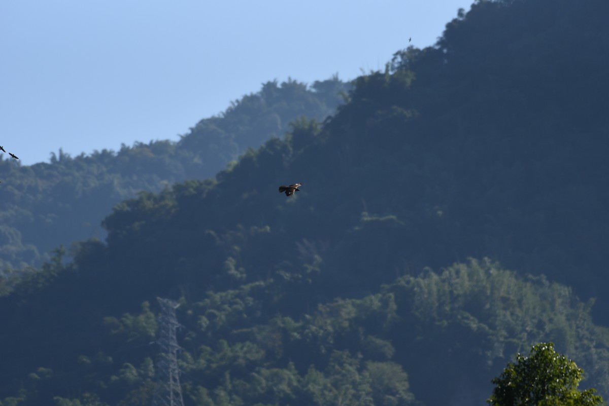 Crested Goshawk - ML612285289