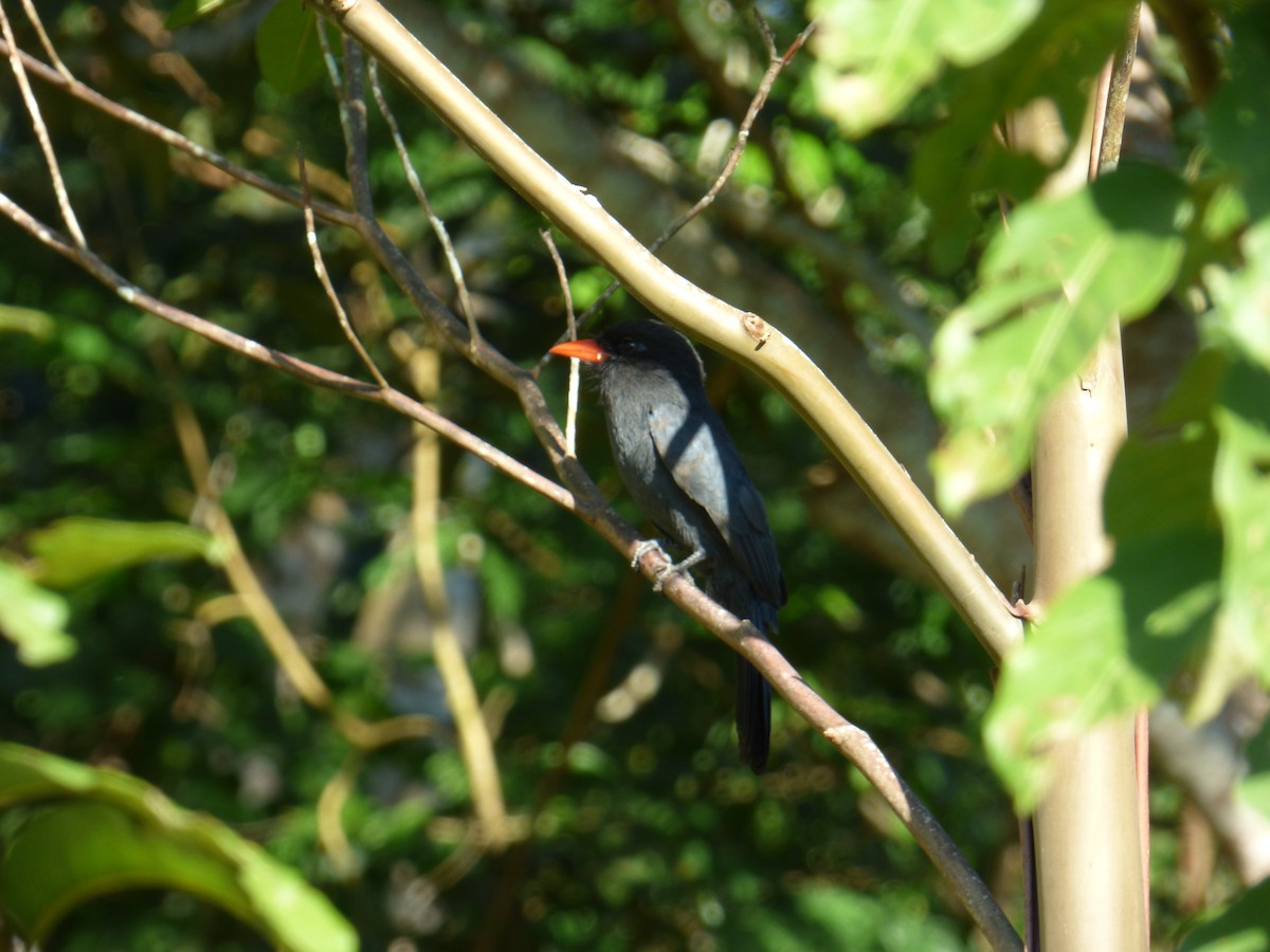 Black-fronted Nunbird - ML612285299