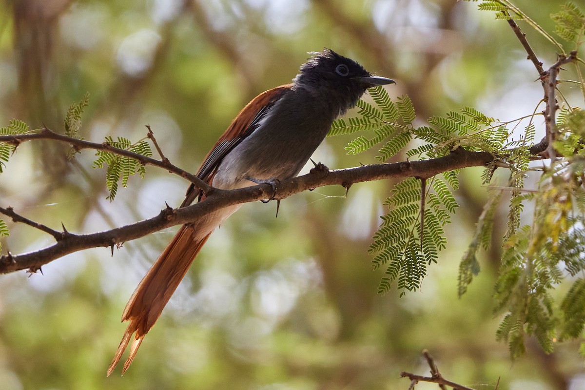 African Paradise-Flycatcher - Oliver Kell