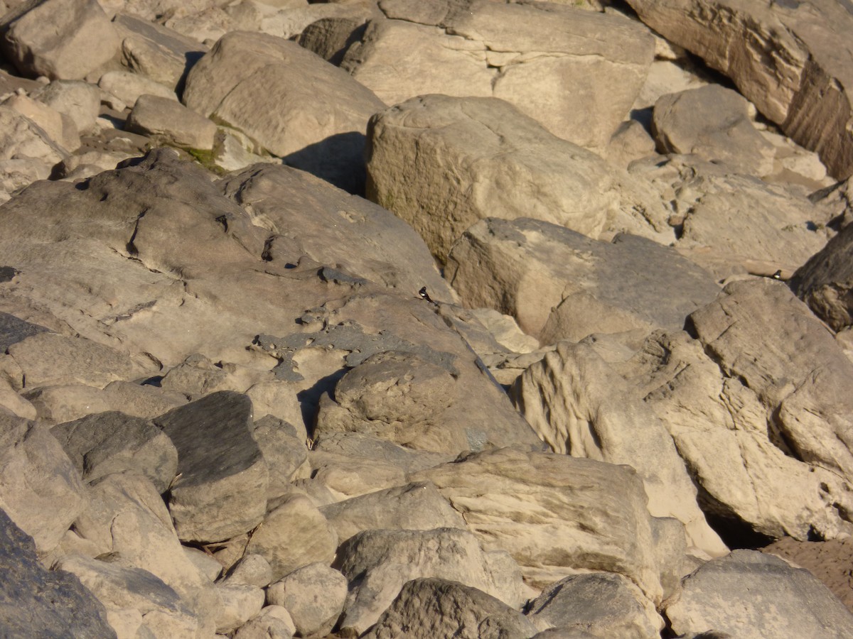 White-banded Swallow - ML612285322