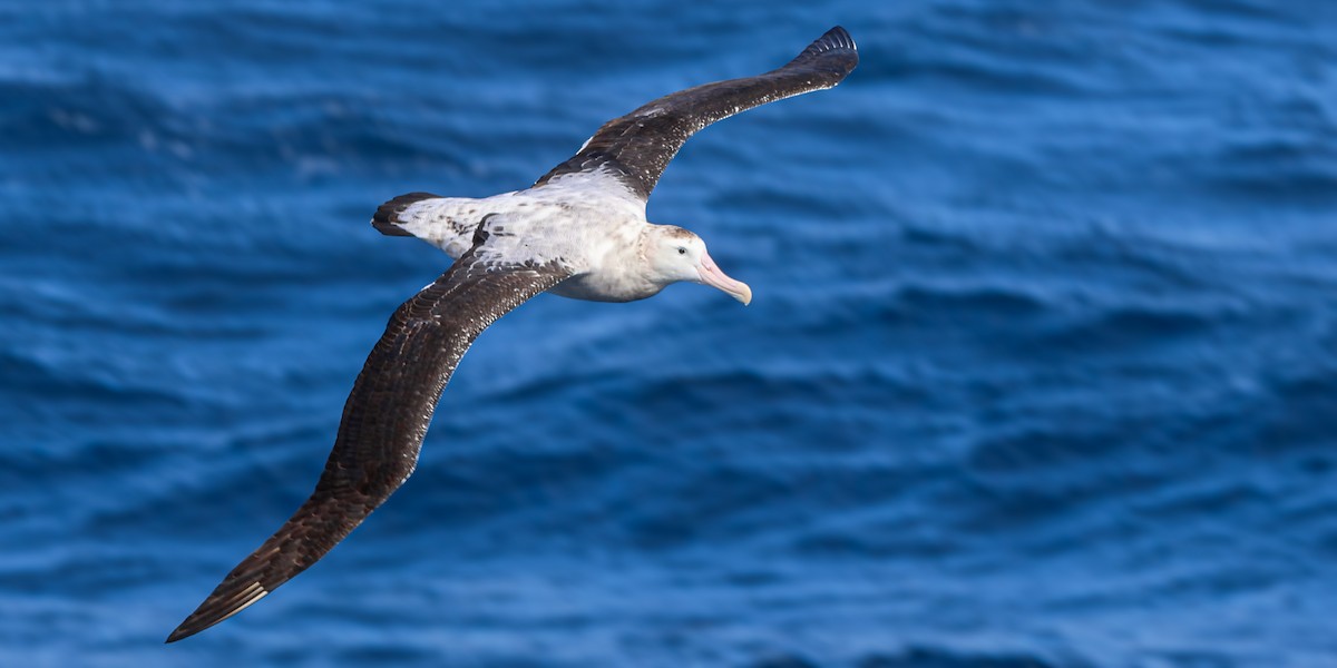 albatros stěhovavý - ML612285499