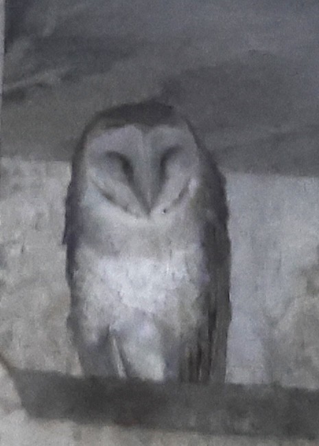 Barn Owl - The falcon cannot hear the falconer