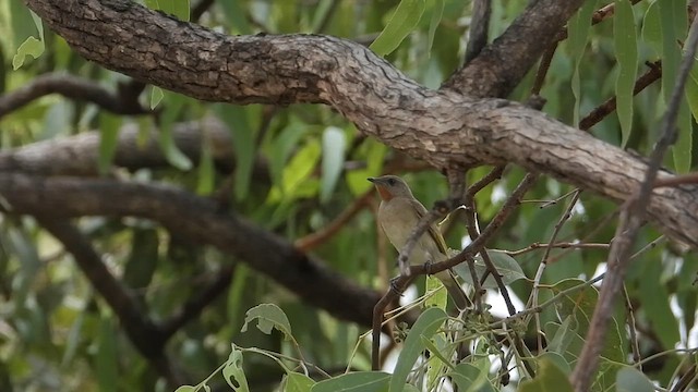 Rufous-throated Honeyeater - ML612285522