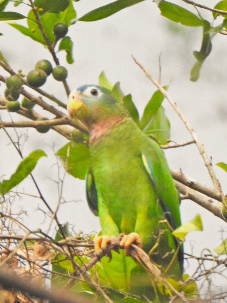 Yellow-billed Parrot - ML612285610