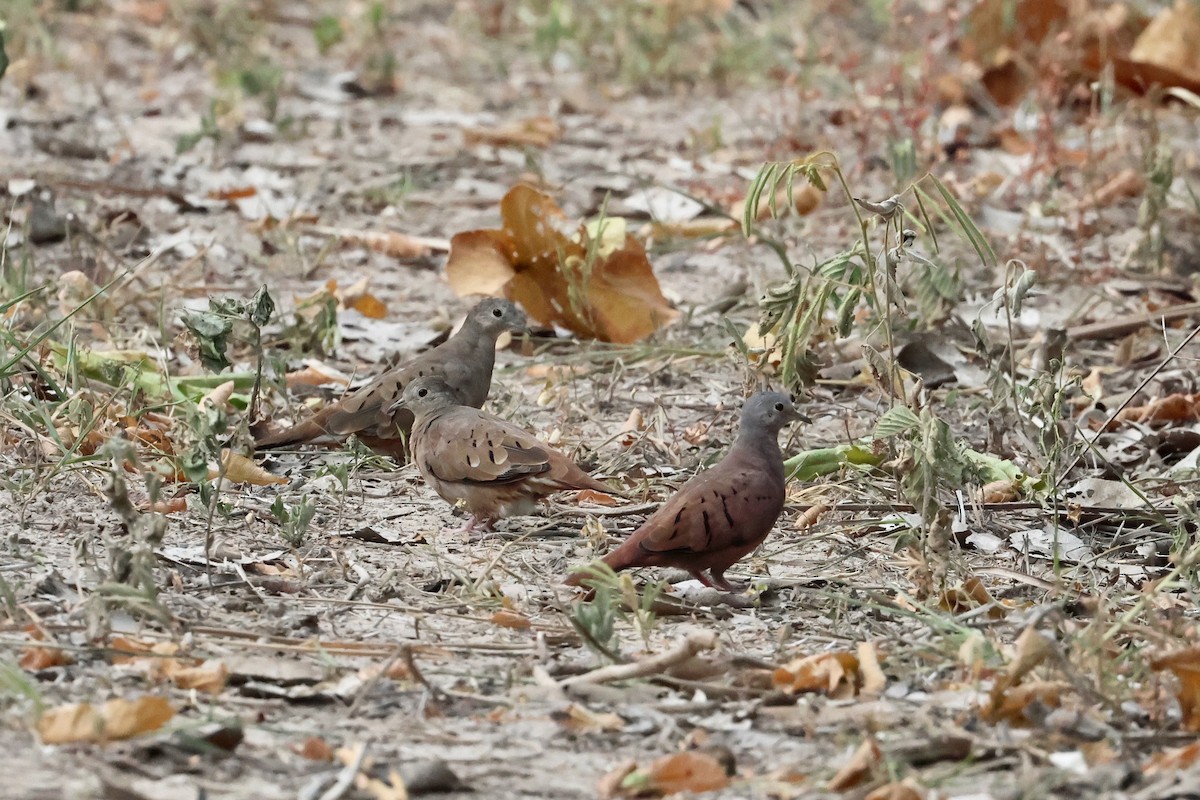 Ruddy Ground Dove - Olivier Langrand