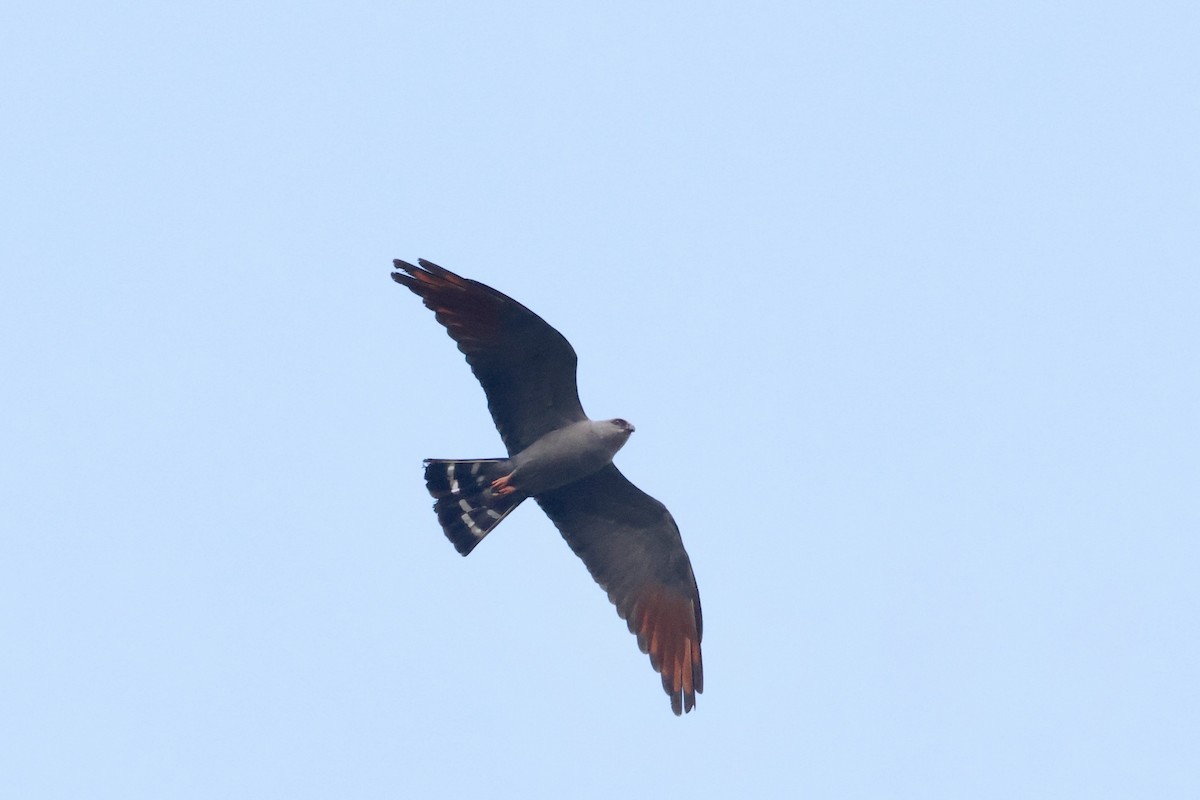 Plumbeous Kite - Olivier Langrand