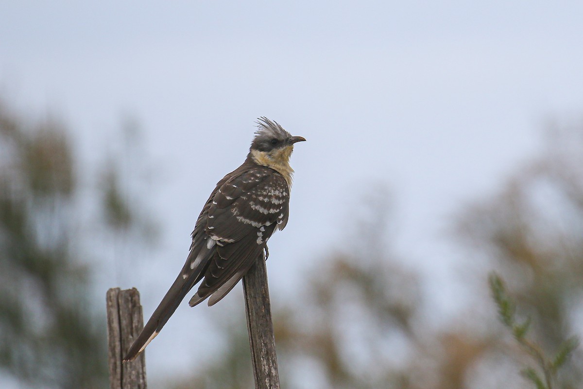 Great Spotted Cuckoo - ML612285800