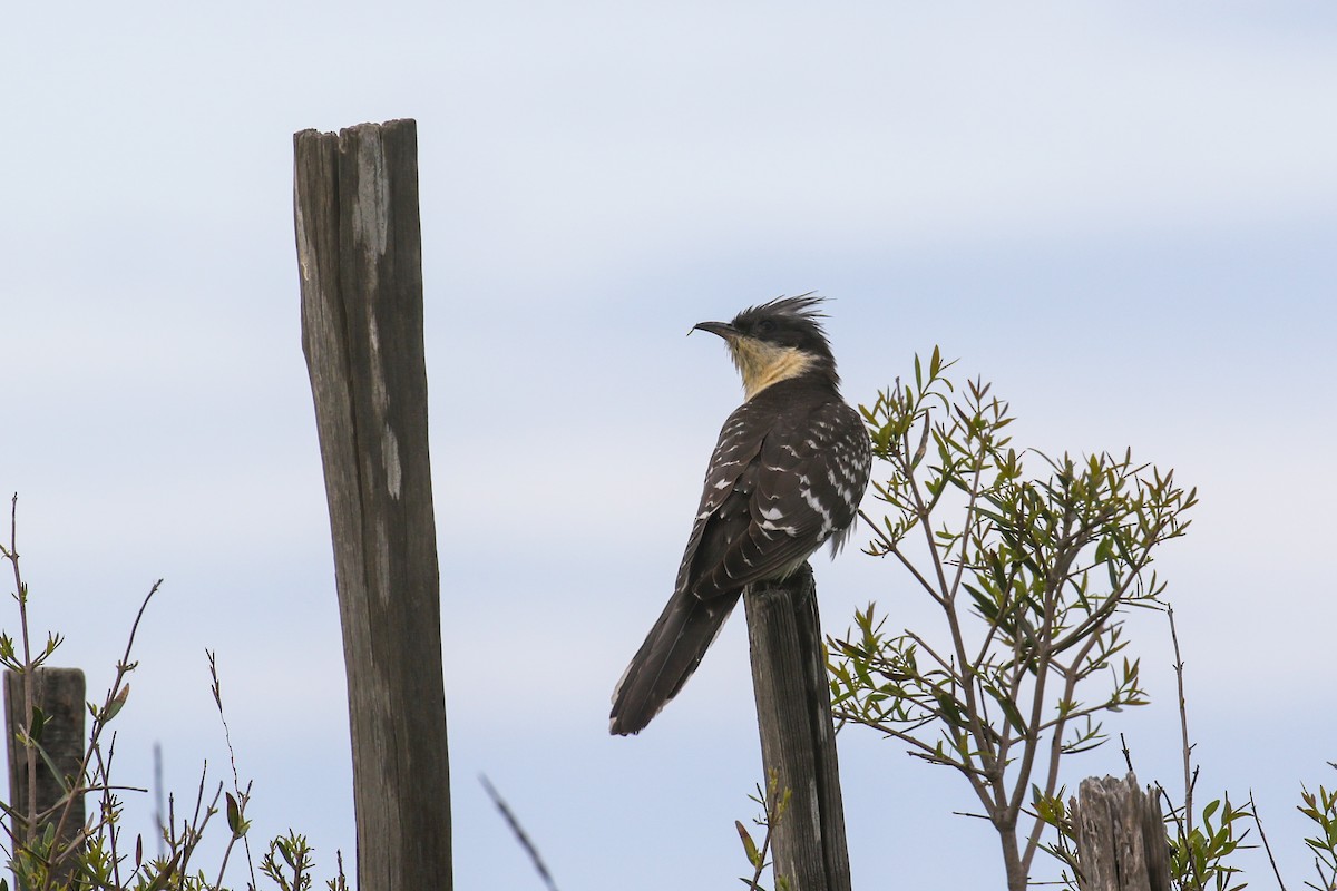 Great Spotted Cuckoo - ML612285801