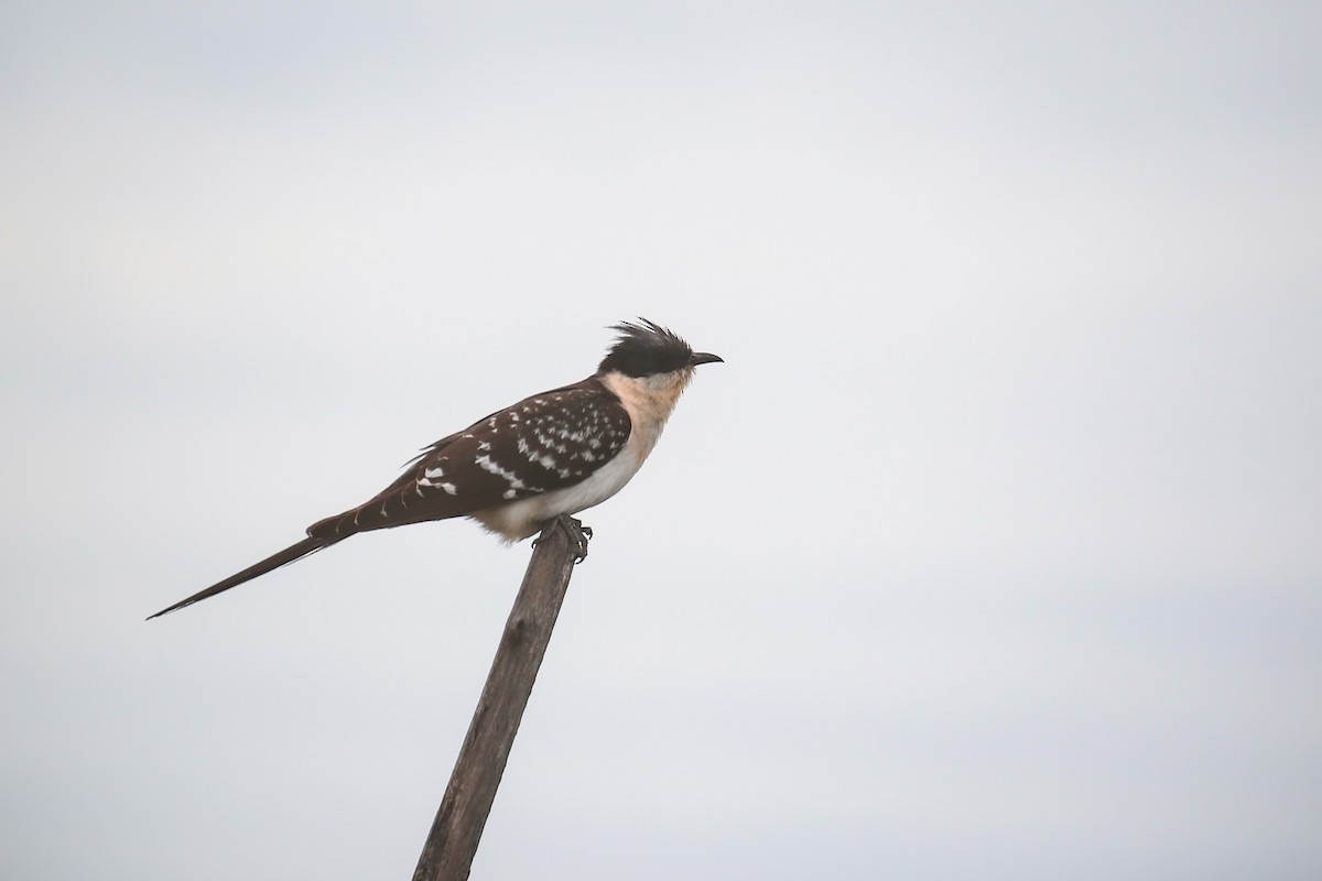 Great Spotted Cuckoo - ML612285802