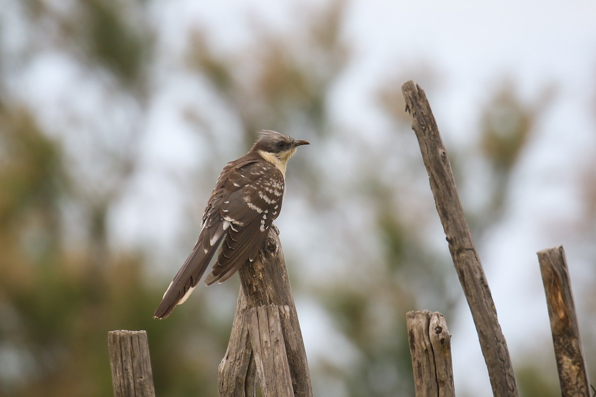 Great Spotted Cuckoo - ML612285803