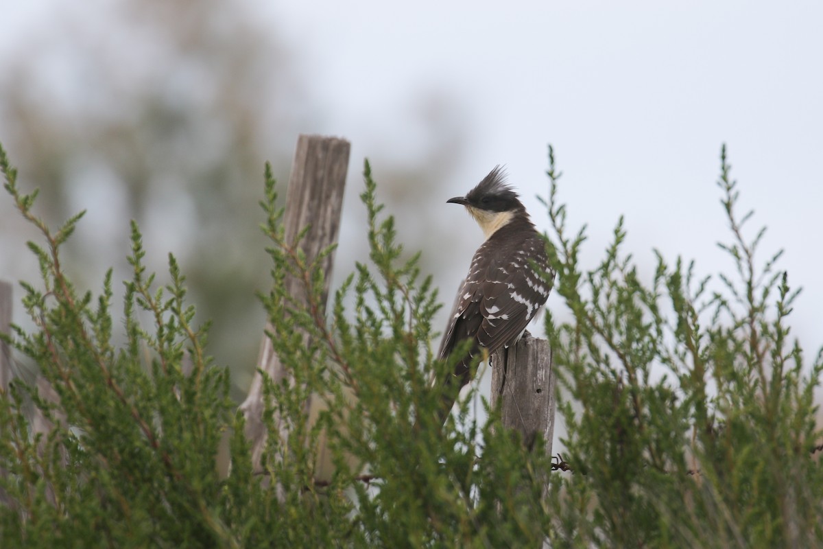 Great Spotted Cuckoo - ML612285804
