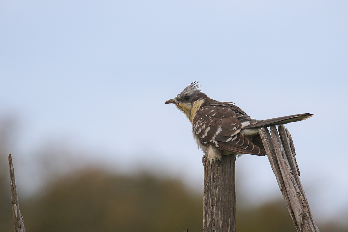 Great Spotted Cuckoo - ML612285805