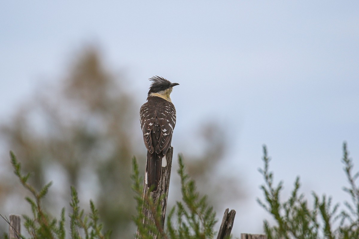 Great Spotted Cuckoo - ML612285806