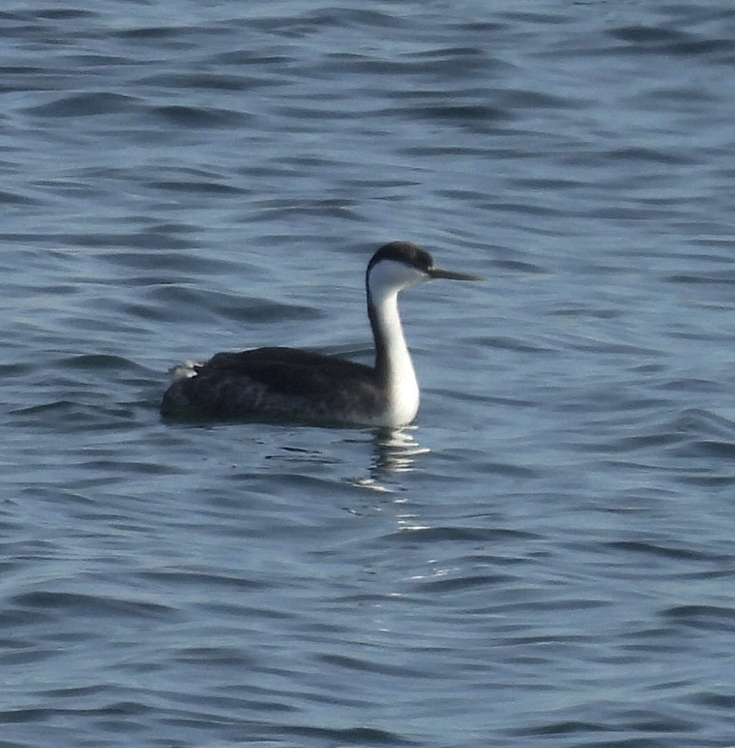 Western Grebe - ML612285813