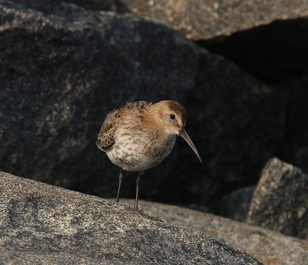 Dunlin - ML612285823