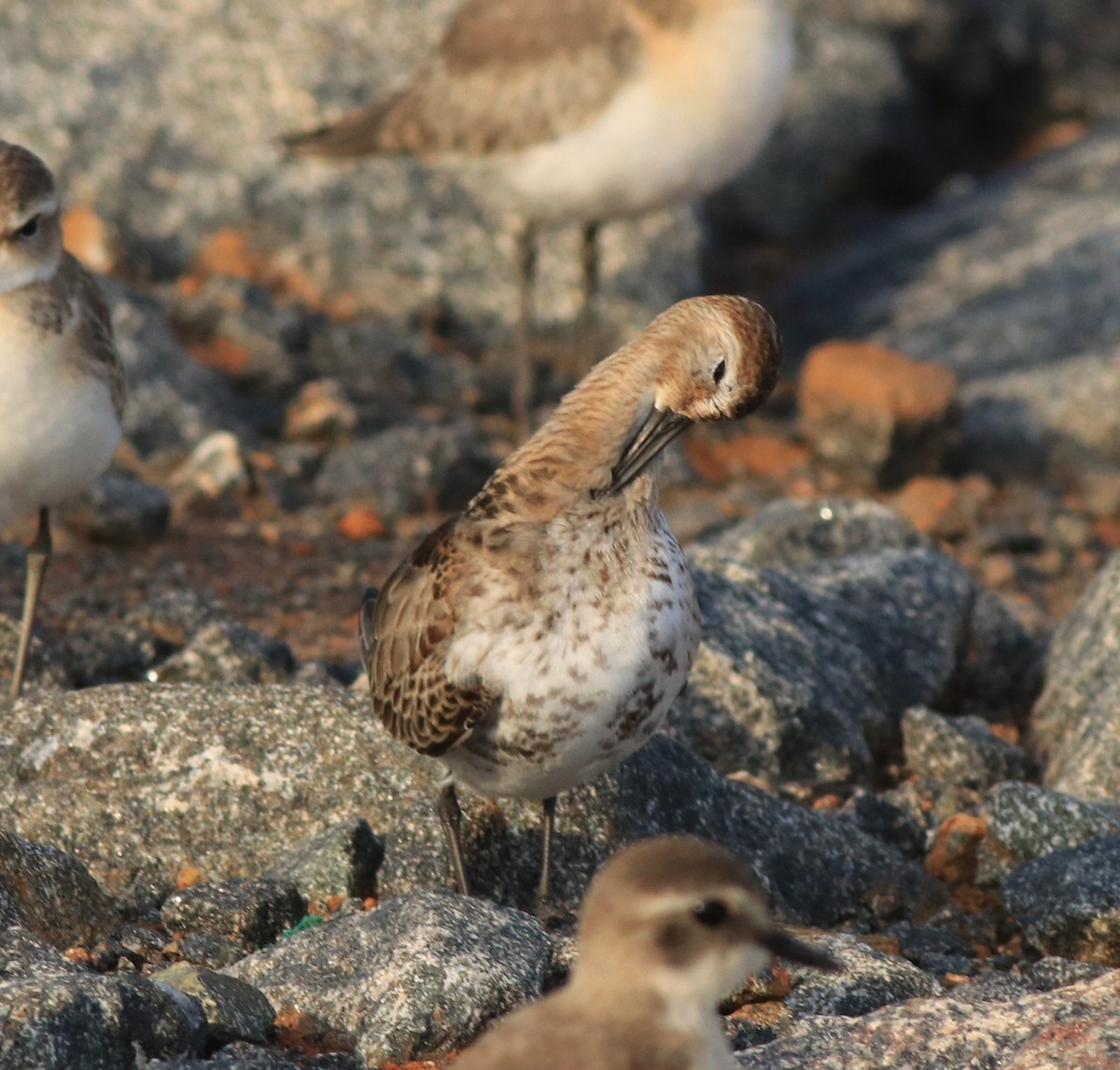 Dunlin - ML612285827