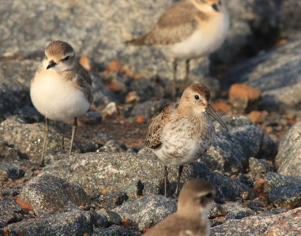 Dunlin - ML612285838