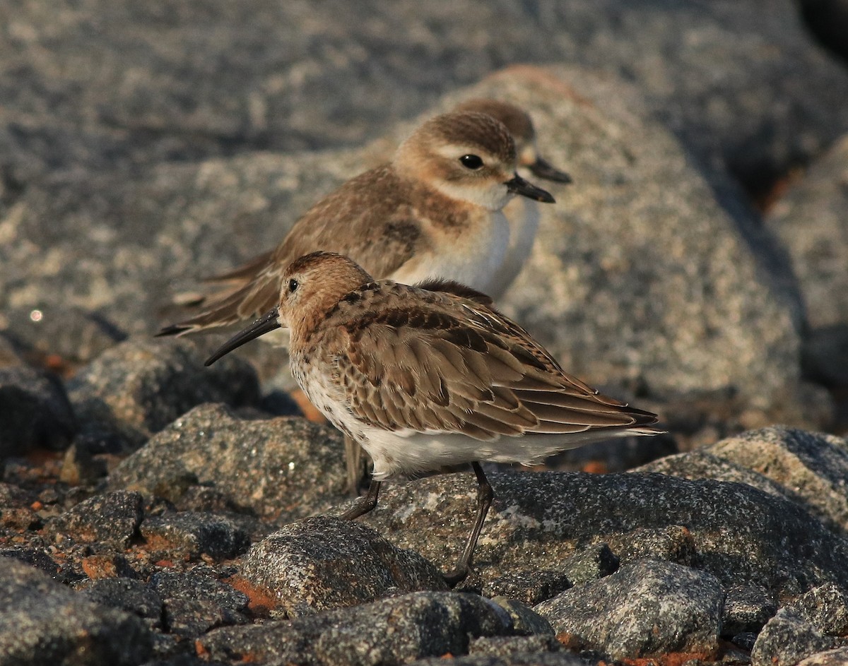 Dunlin - ML612285840